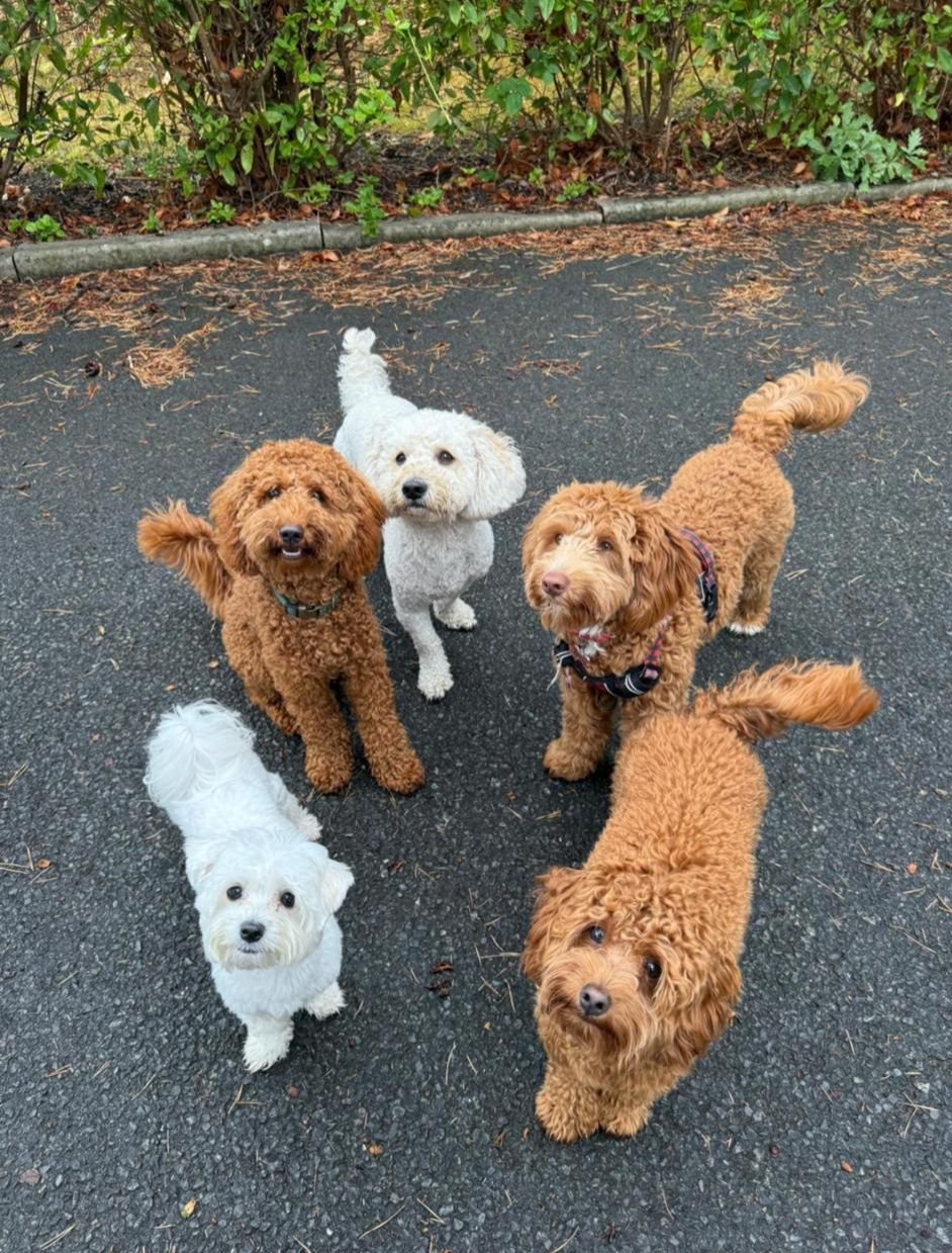 Dog Daycare