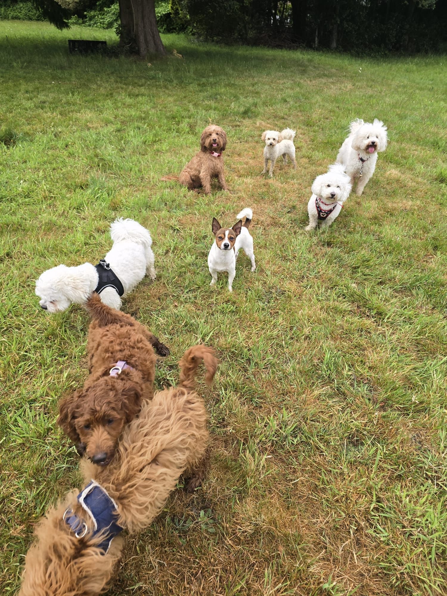 Doggy Daycare