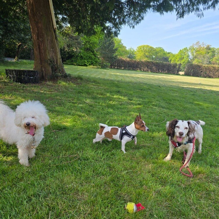Sonia's doggy daycare